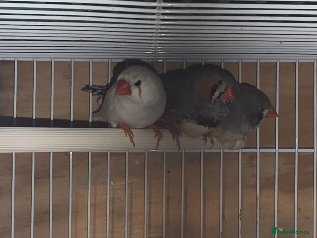 Finches birds for sale: Bengalese Finches and Zebra Finches - Advert 11