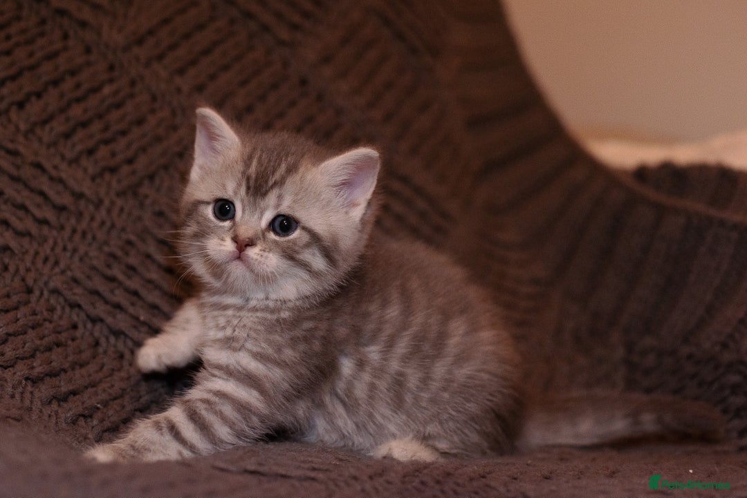 Scottish Fold cats for sale: Gorgeous Scottish Fold and straight kittens - Advert 4