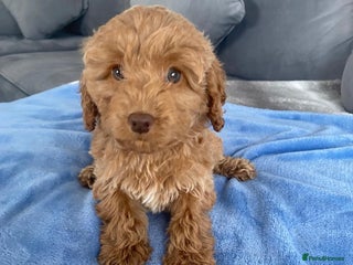 Cockapoo dogs - Advert 4