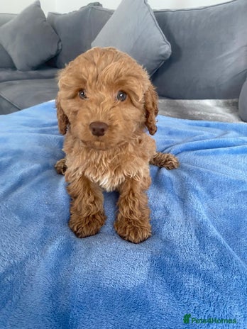 Cockapoo dogs - Advert 5