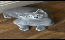 Russian Blue cats for sale: Russian blue kittens  - Image 9