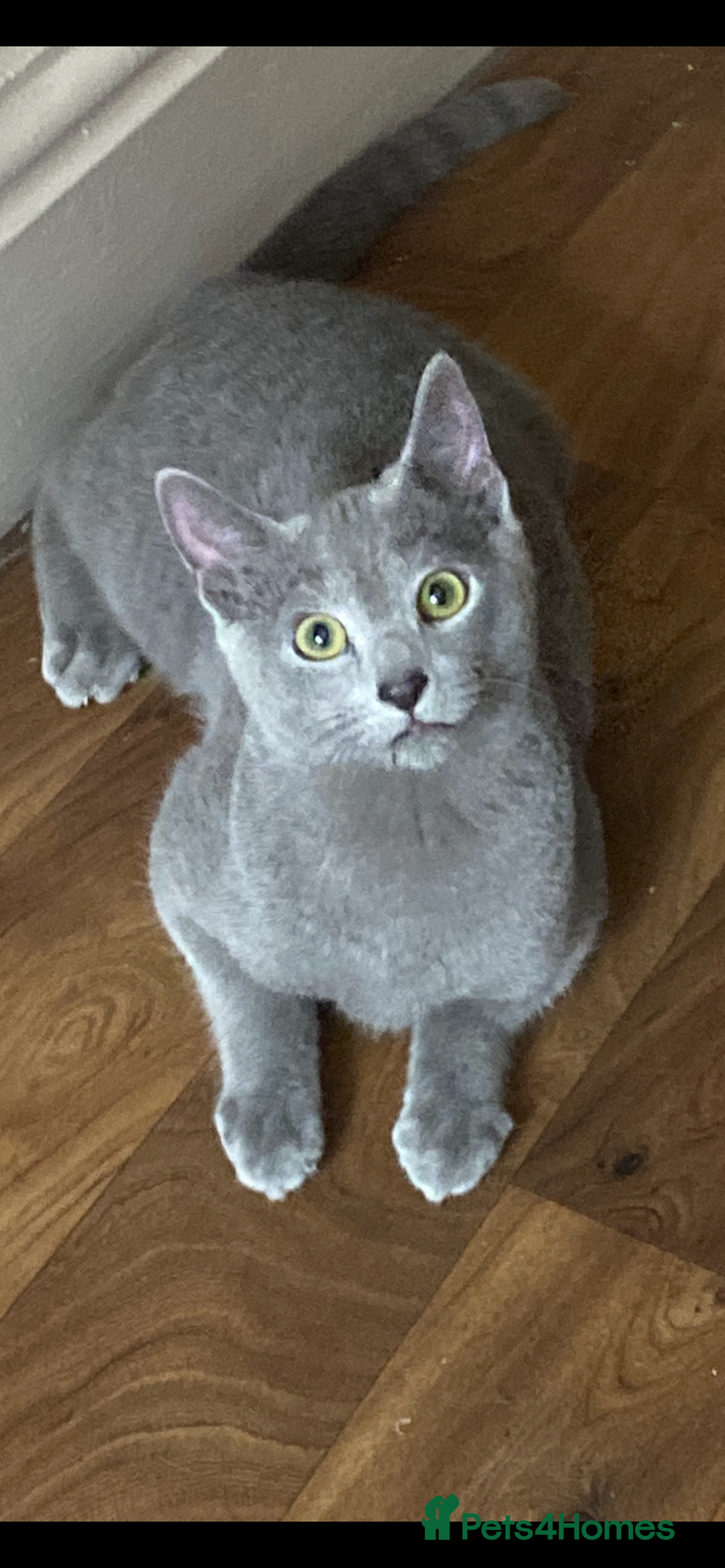 Russian Blue cats for sale: Russian blue kittens  - Image 9