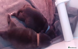 Mixed Breed dogs for sale: Staff x american bullsog x blue staff - Image 2