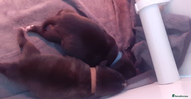Mixed Breed dogs - Advert 3