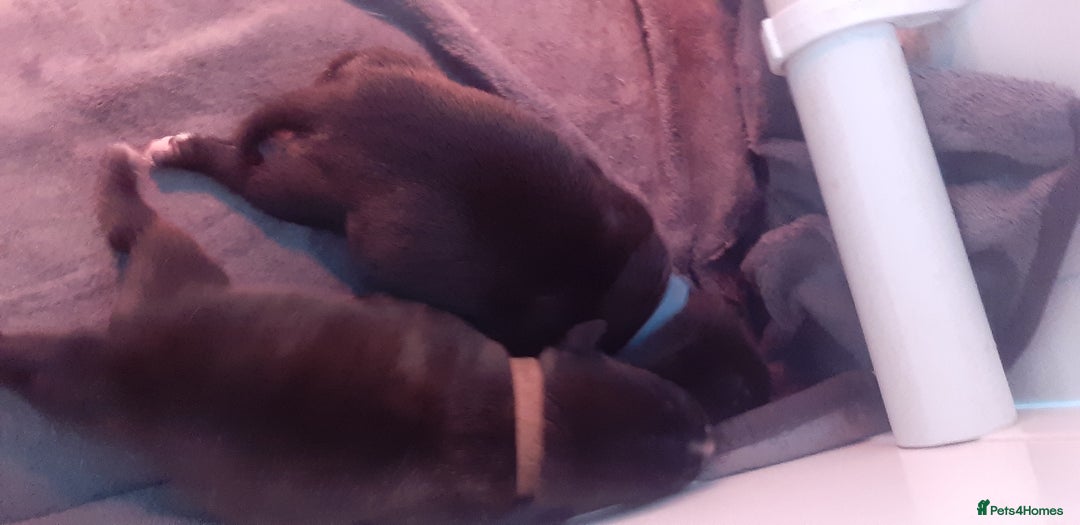 Mixed Breed dogs for sale: Staff x american bullsog x blue staff - Image 2