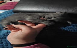 British Longhair cats for sale: 5 little kittens  - Advert 7