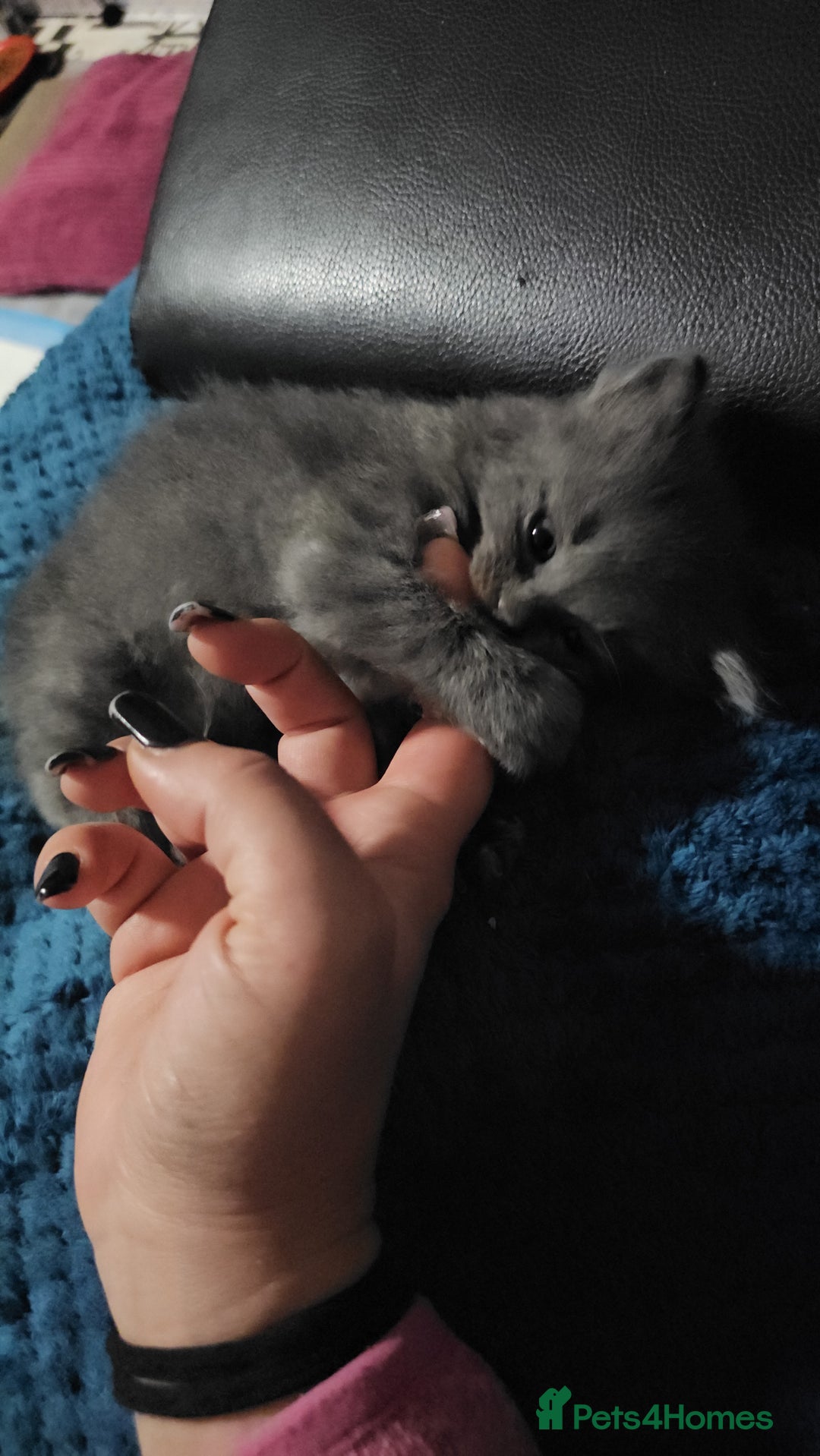 British Longhair cats for sale: 5 little kittens  - Advert 7