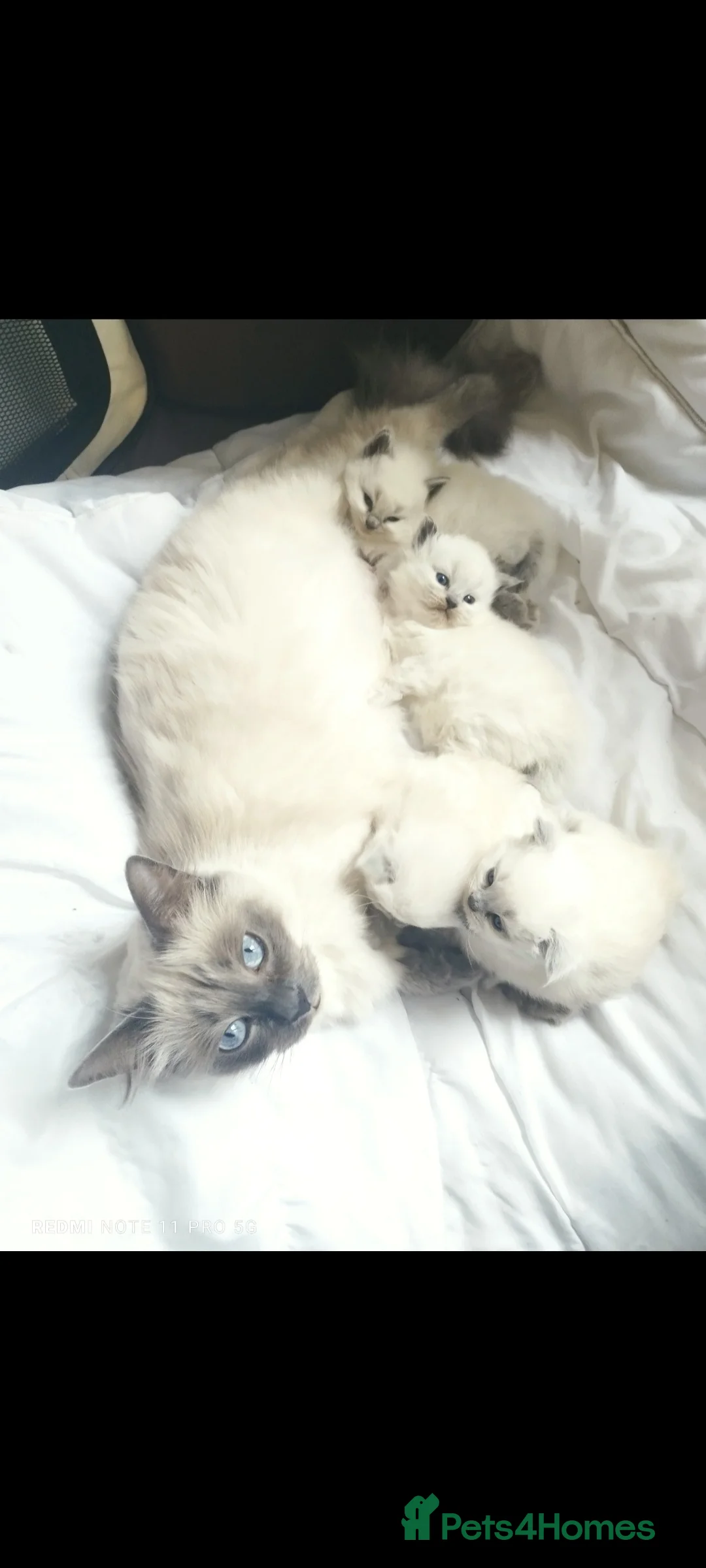 Ragdoll cats for sale: Ragdoll kittens  in London - Advert 3