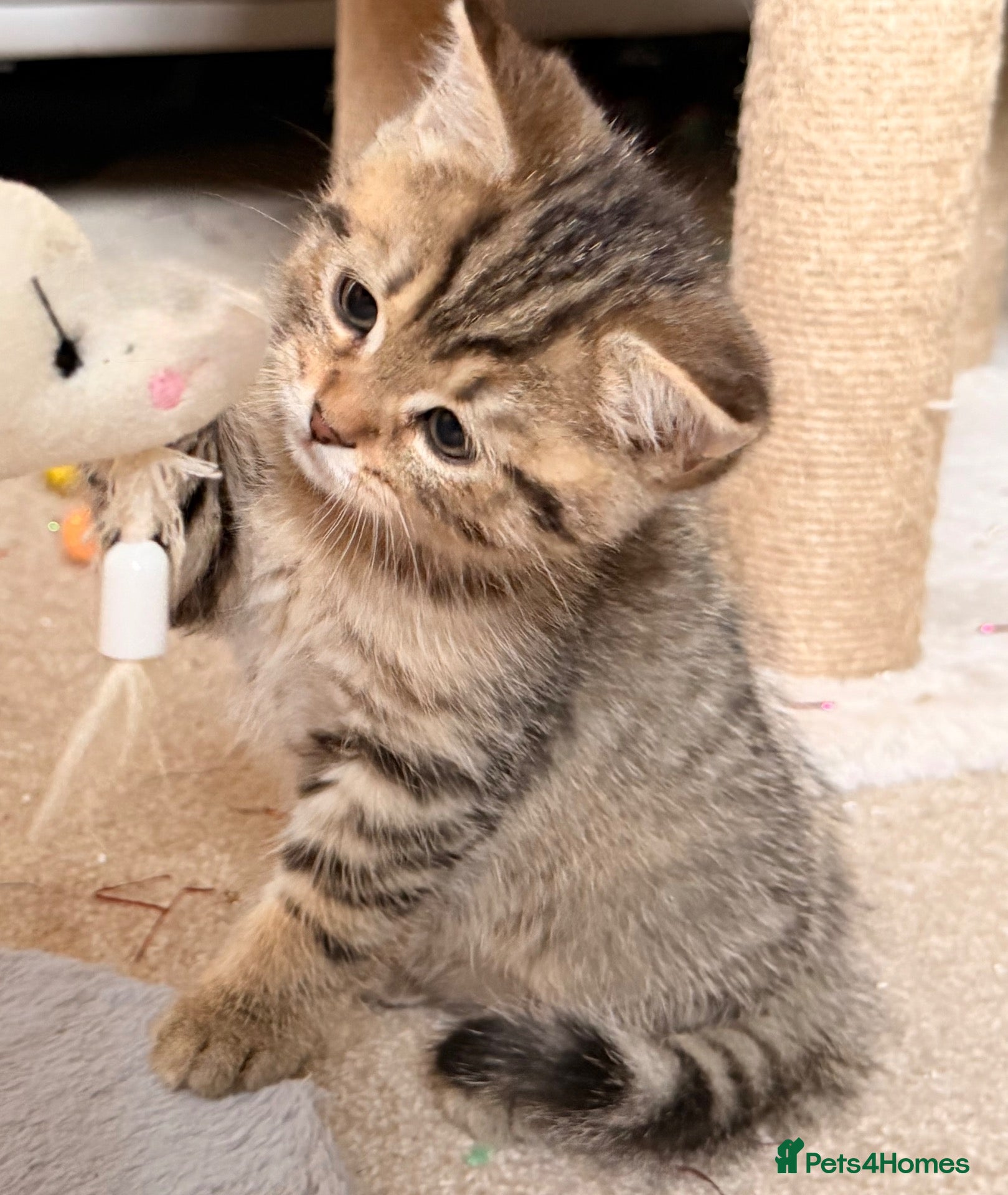 Persian cats for sale: Beautiful Persian Cross Kittens - 4 little ladies - Advert 1