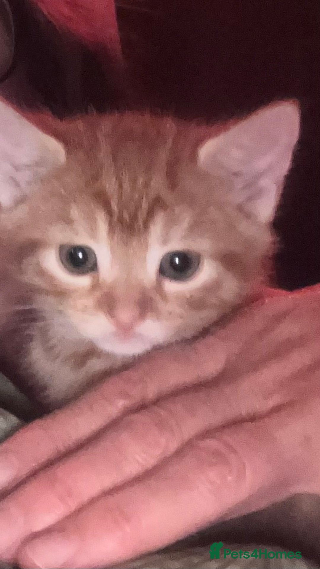Mixed Breed cats for sale:  kittens😻ready to go to their forever homes - Image 9