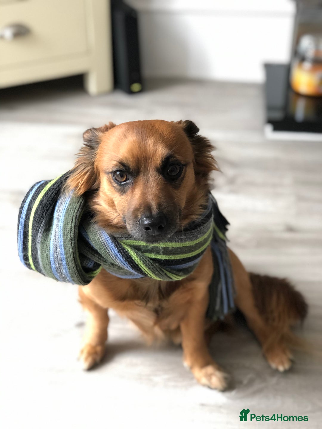 Mixed Breed dogs for sale: Diego- Gorgeous Jack Chi - Advert 2