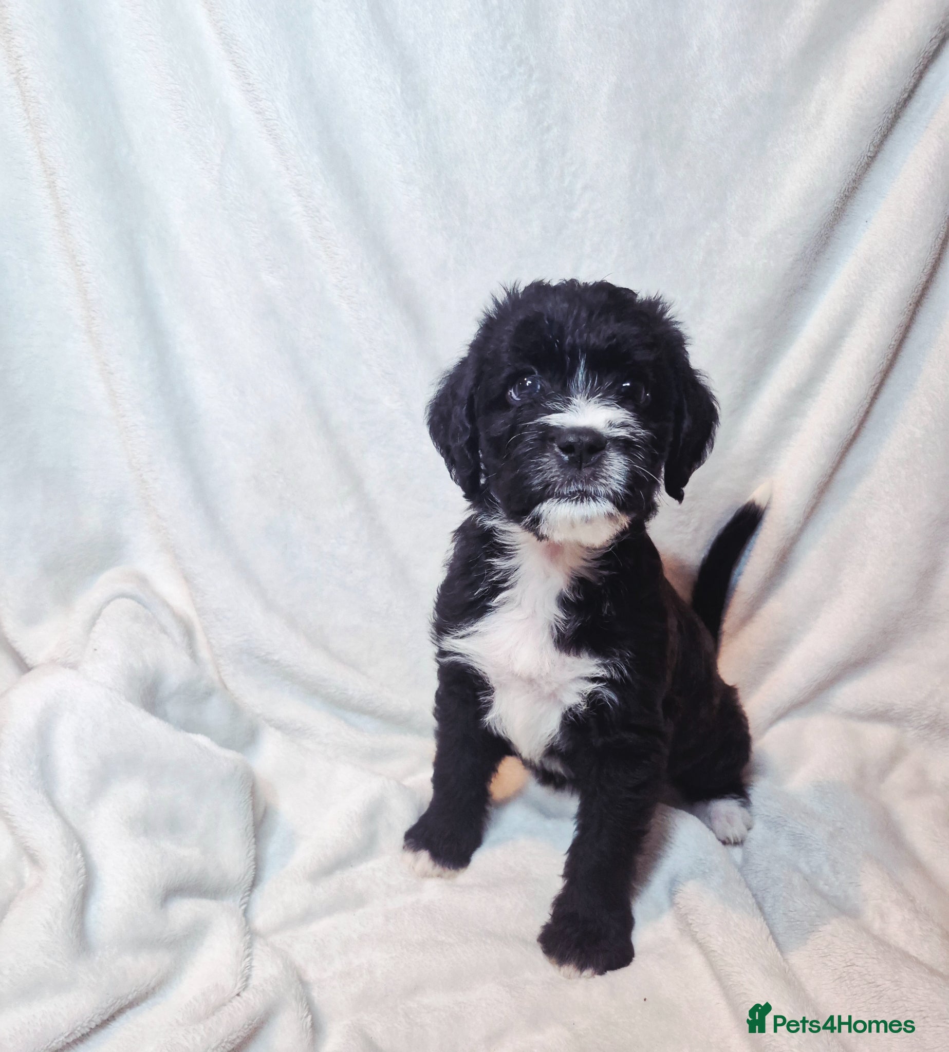 Mixed Breed dogs Boxer-Doodle Puppies  - Advert 5