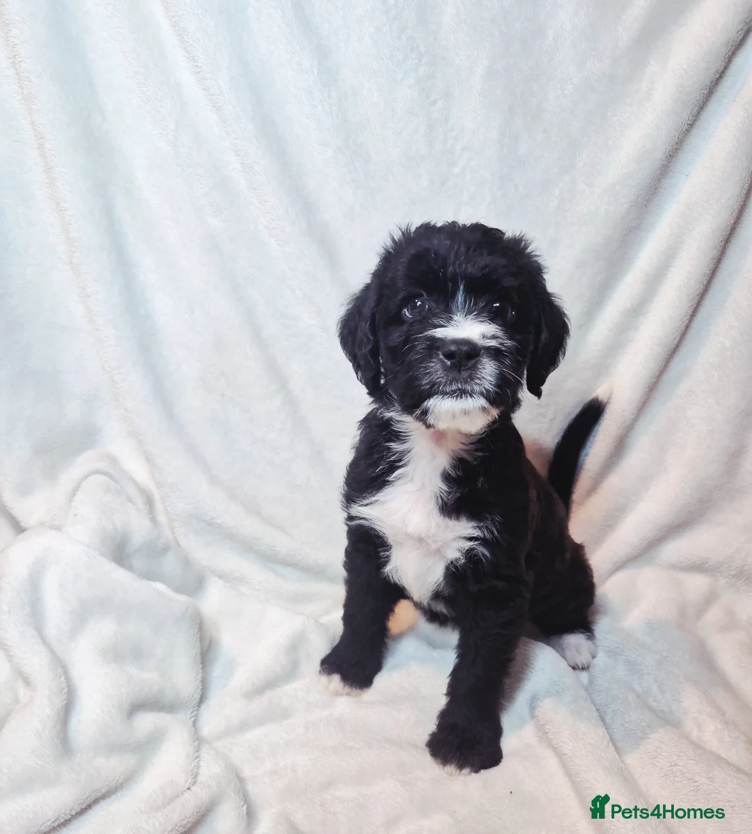 Mixed Breed dogs for sale: Boxer-Doodle Puppies  - Advert 1