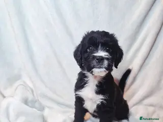 Mixed Breed dogs Boxer-Doodle Puppies - Advert 5