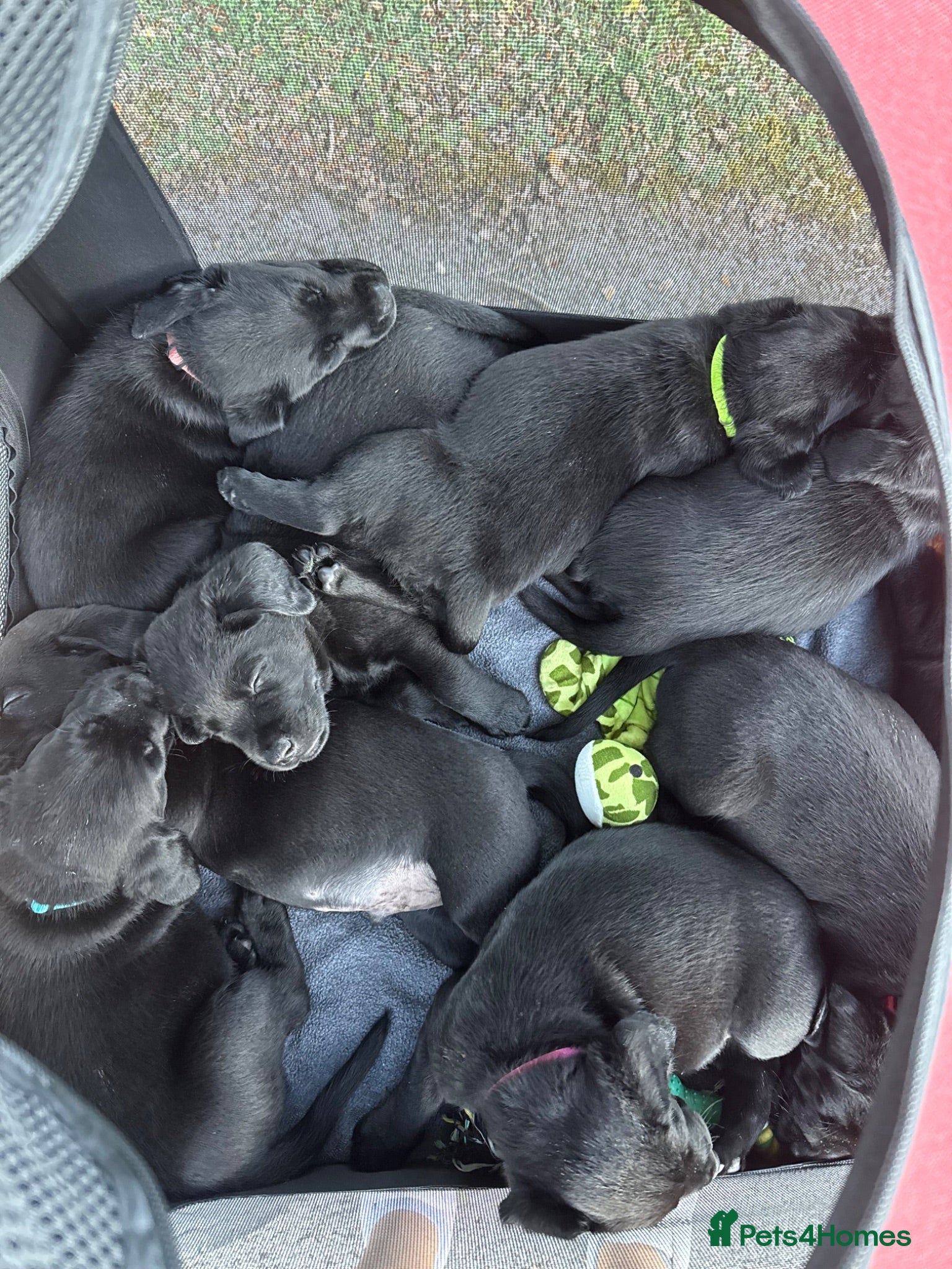 Labrador Retriever dogs Gorgeous Black Labrador Puppies  - Advert 1