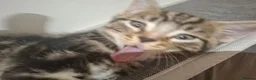 Mixed Breed cats for sale: 2 beautiful kittens left - Advert 12