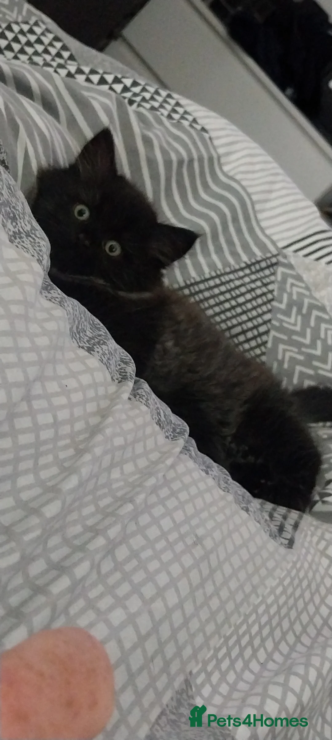 British Longhair cats for sale: 3 beautiful kittens  - Advert 2