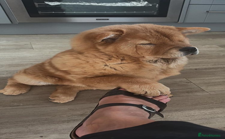 Chow Chow dogs - Advert 2