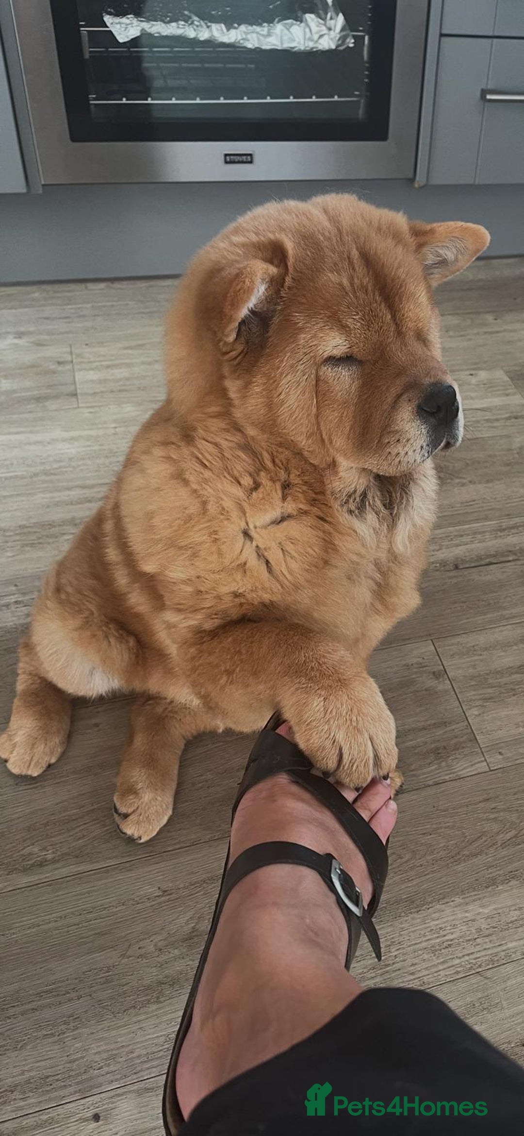 Chow Chow dogs for sale: KC REGISTERED FEMALE SMOOTH HAIRED CHOW - Image 1