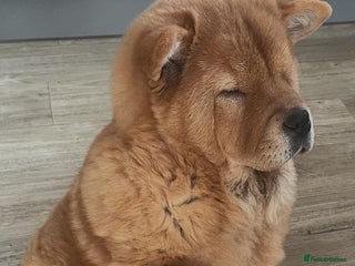 Chow Chow dogs - Advert 6