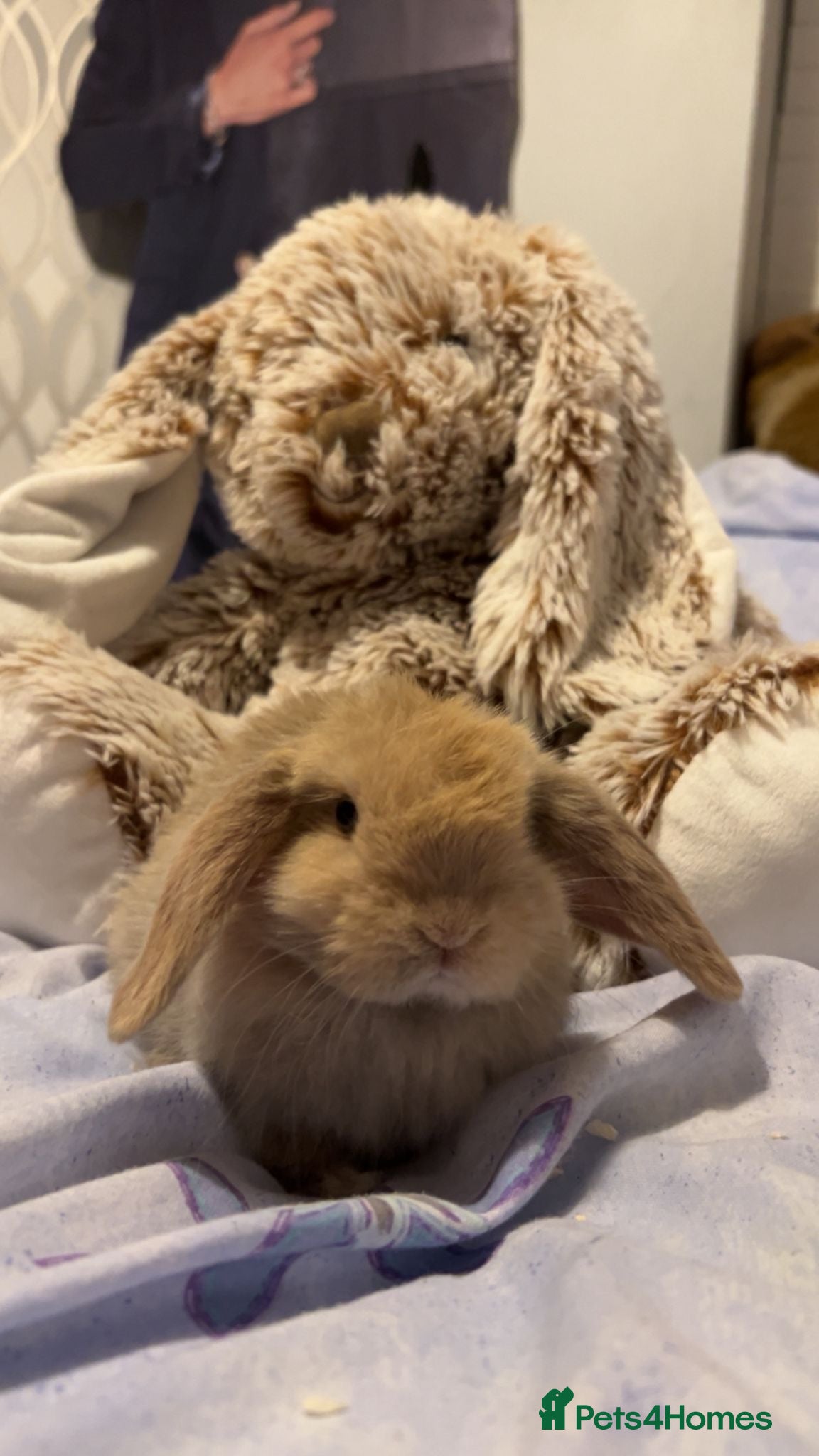 Mini Lop rabbits  selling two baby mini lops  - Advert 1