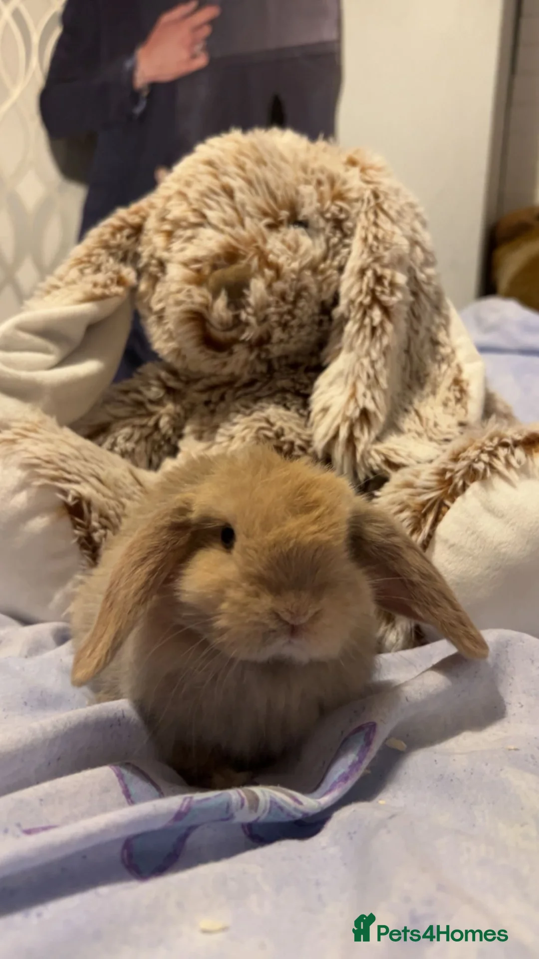 Mini Lop rabbits for sale: Two baby mini lops and accessories pls read  - Advert 2