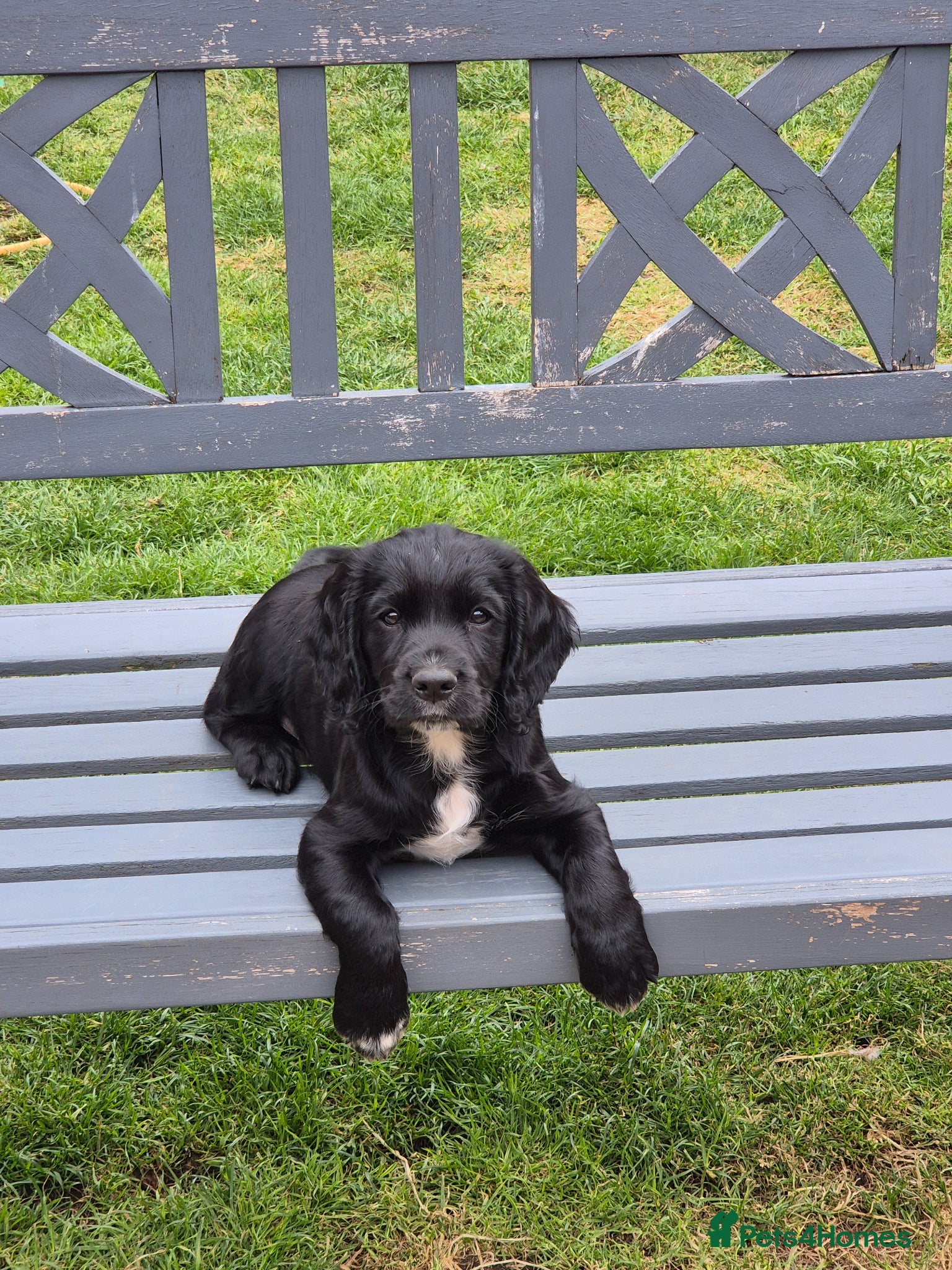 Cocker Spaniel dogs 1 beautiful black & white boy left kc registered  - Advert 2