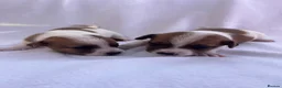 Jack Russell dogs for sale: Jack Russell puppy’s - Advert 7