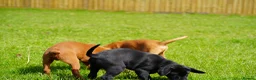 Labrador Retriever dogs for sale: Extensively Health Tested Labrador Puppies - Advert 11