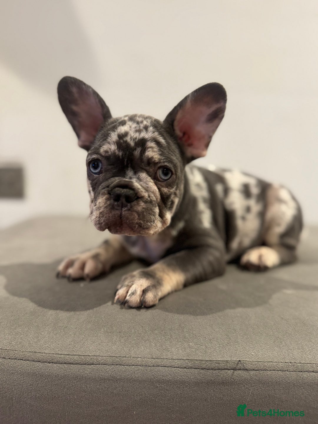 French Bulldog dogs for sale: French bulldogs ready for  **   **   - Advert 16