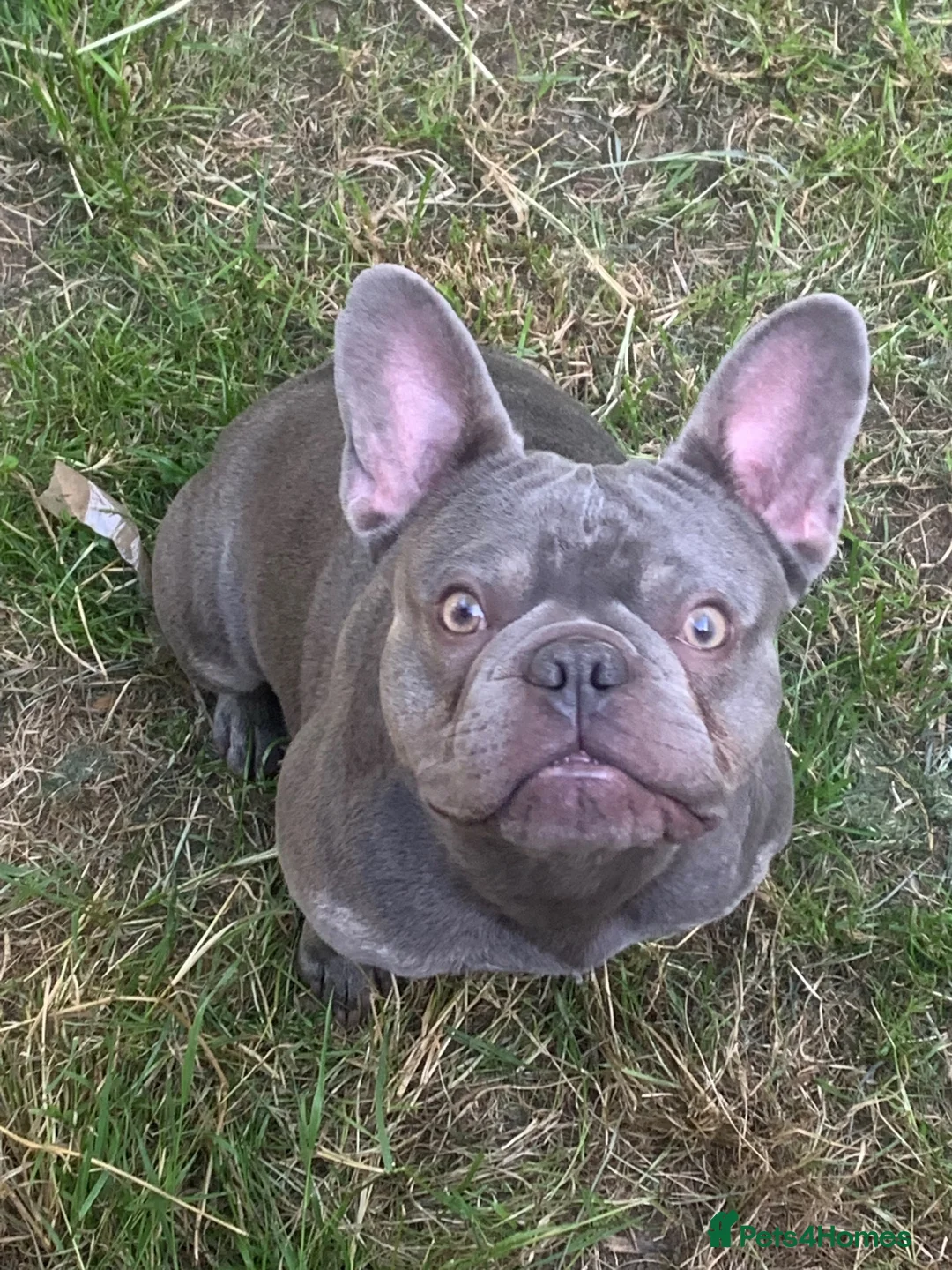 French Bulldog dogs for stud: French bulldog stud KC registered - Milton Keynes in Milton Keynes - Advert 6