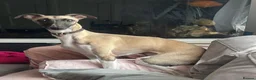 Whippet dogs for sale: Stunning Whippet Puppies 1 Girl & 6 Boys - Advert 2