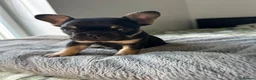 French Bulldog dogs for sale: Last Pedigree Frenchie in Ilford - Advert 9