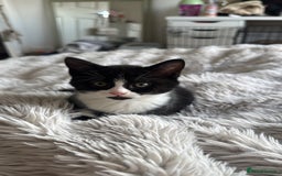 Mixed Breed cats for sale: 12-Week-Old Kittens Ready for Their Forever Homes - Image 1