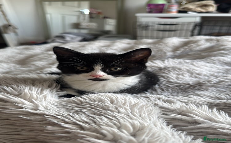 Mixed Breed cats - Advert 10