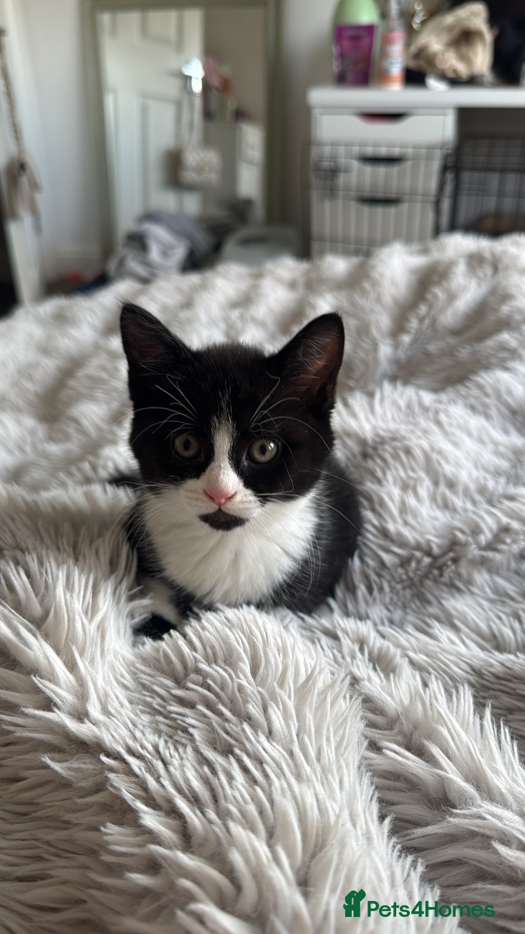 Mixed Breed cats for sale: 12-Week-Old Kittens Ready for Their Forever Homes - Image 1