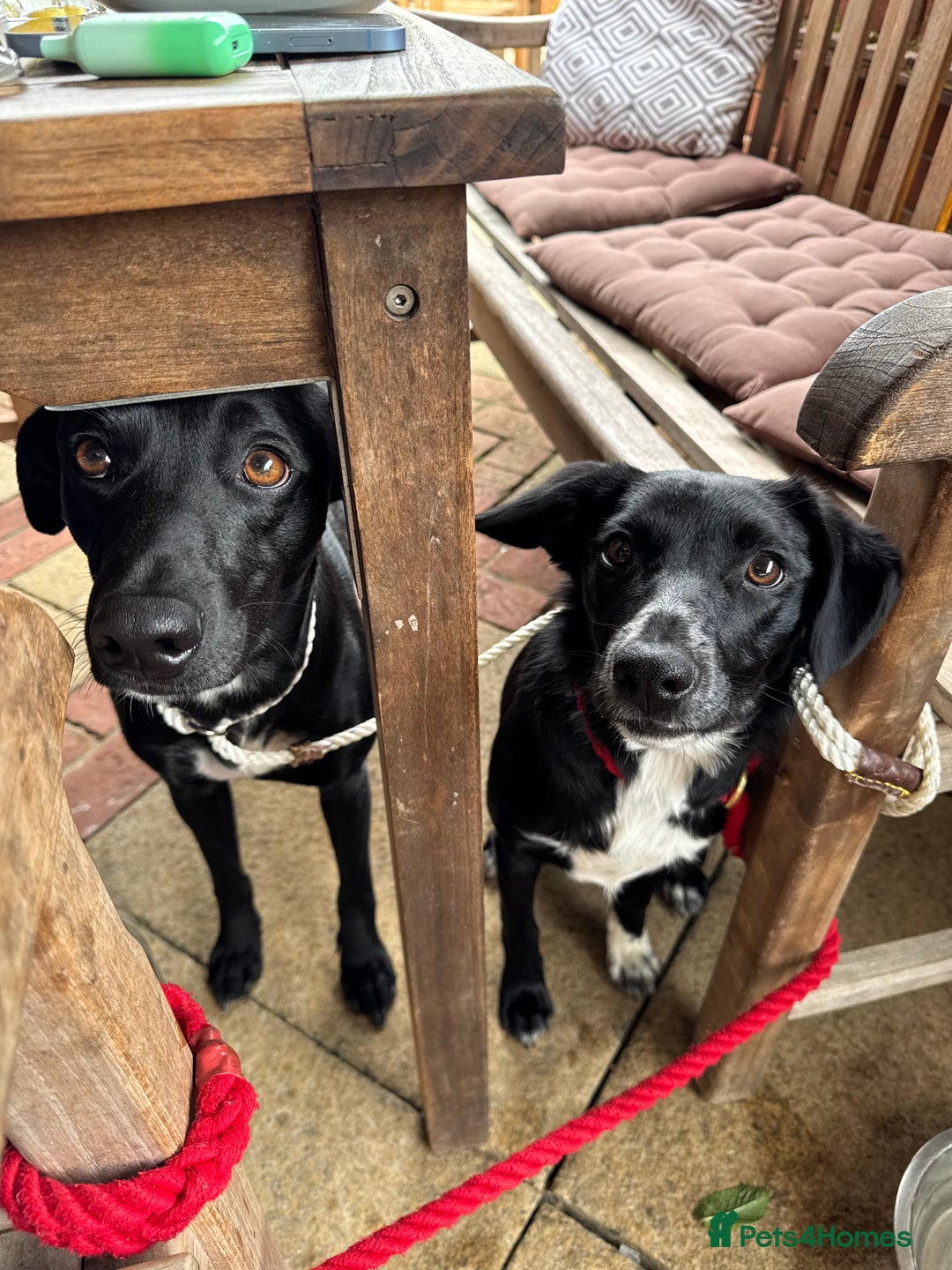 Mixed Breed dogs for sale: Collie x Cocker spaniel  - Advert 8