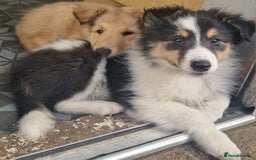 Mixed Breed dogs for sale: Beautiful three quarter Rough collie puppies  - Image 7