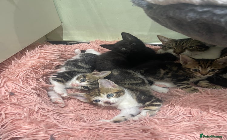 Mixed Breed cats - Advert 3