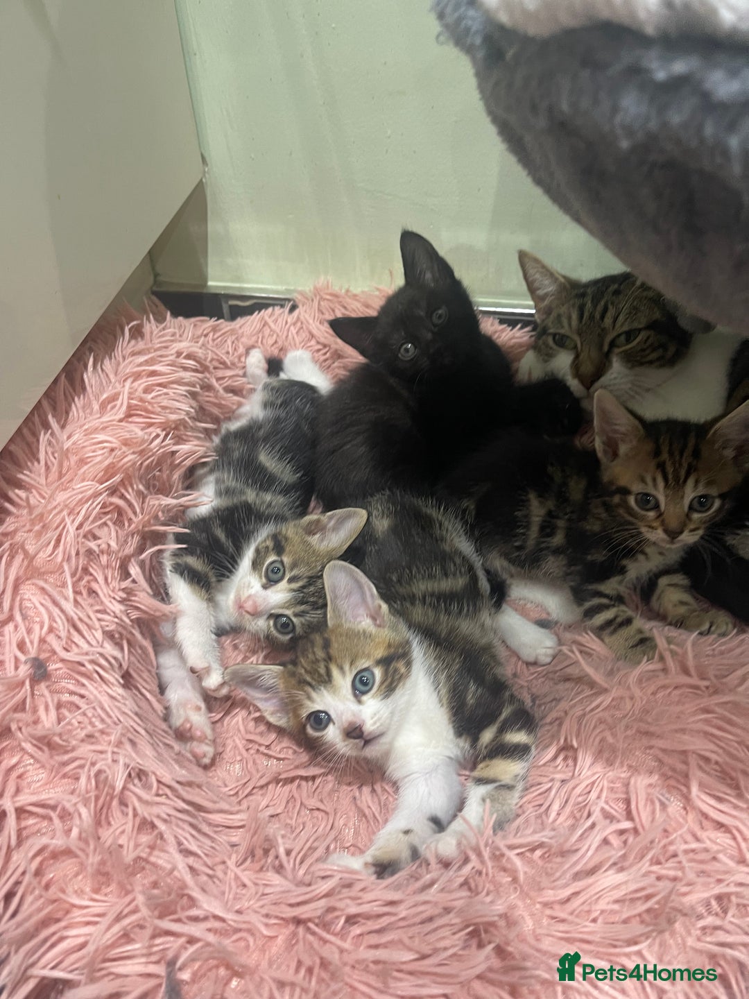 Mixed Breed cats for sale: BEAUTIFUL KITTENS  - Image 1