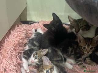 Mixed Breed cats for sale - Advert 1