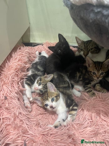 Mixed Breed cats - Advert 3