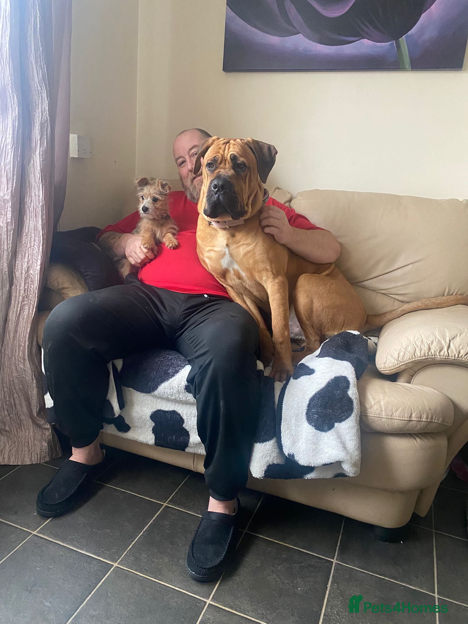 Cane Corso dogs 8 months old male cane corso  - Advert 6