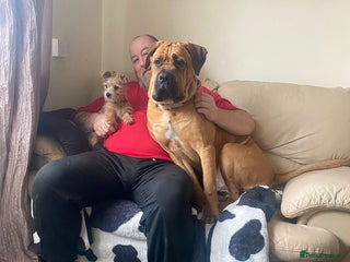 Cane Corso dogs 8 months old male cane corso - Advert 1