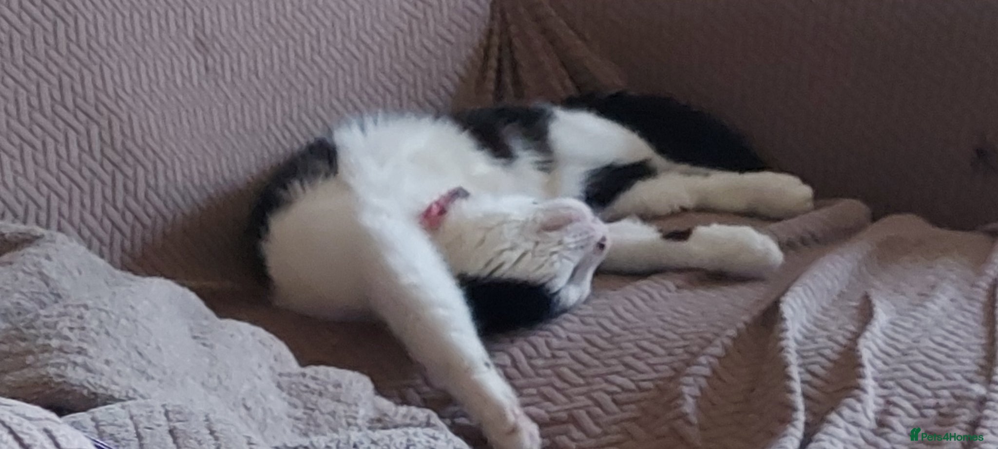 Mixed Breed cats 3 adorable kittens available - Advert 1