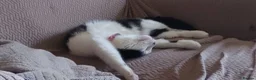 Mixed Breed cats for sale: 3 adorable kittens available - Advert 1