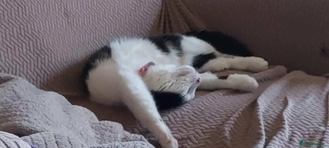 Mixed Breed cats for sale: 3 adorable kittens available - Advert 1