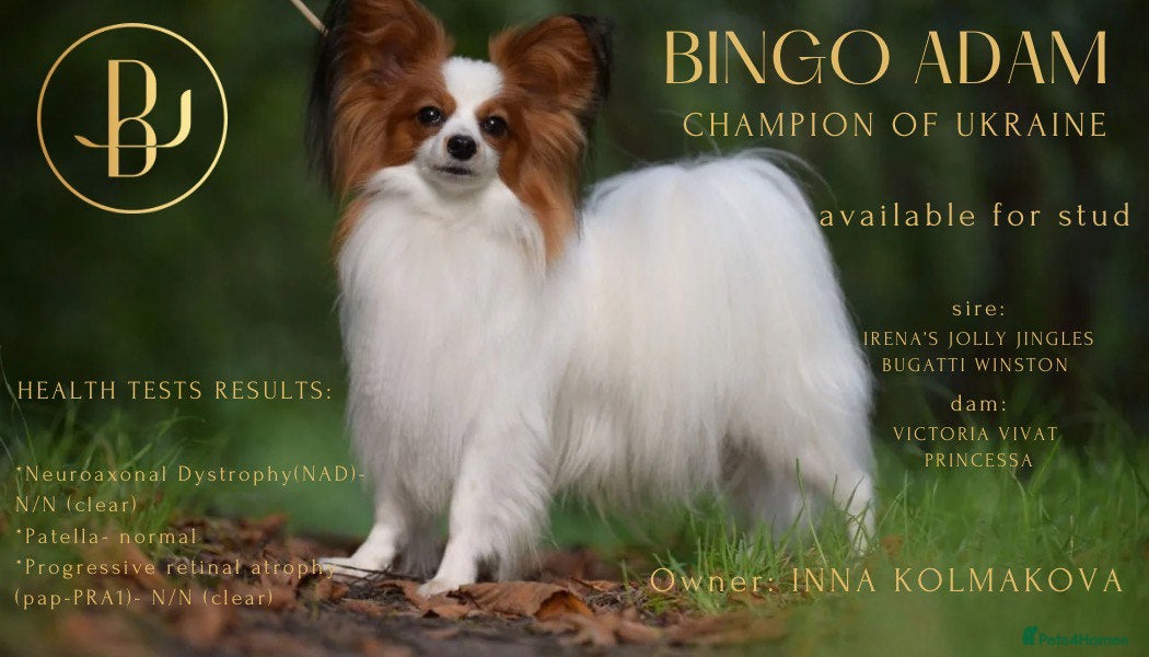 Papillon dogs ♥STUD♥ Papillon in Kettering - Advert 17