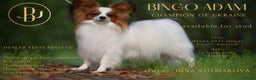 Papillon dogs for stud: ♥STUD♥ Papillon in Kettering - Advert 1