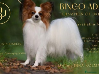 Papillon dogs in Kettering - Advert 2